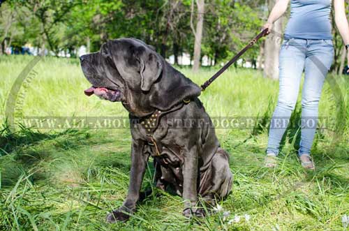 Mastino Napoletano leather harness with soft protective plate