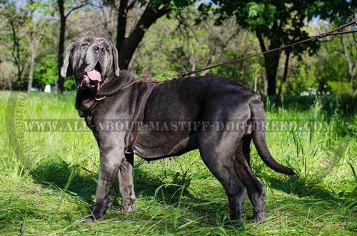 Mastino Napoletano leather harness made of supple leather