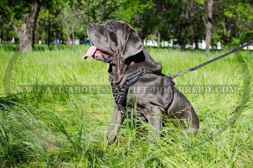 Fashion Mastino Napoletano harness comfy to wear