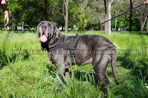 Pulling nylon harness for Mastino Napoletano