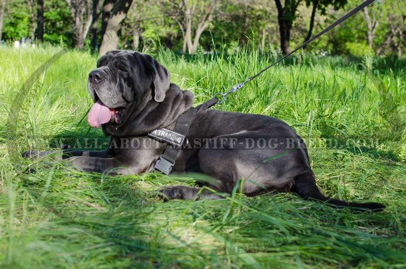 Mastiff Nylon Dog Harness Multi-Tasking with Pattches : Mastiff harness,  Mastiff muzzle, Mastiff collar, dog leash