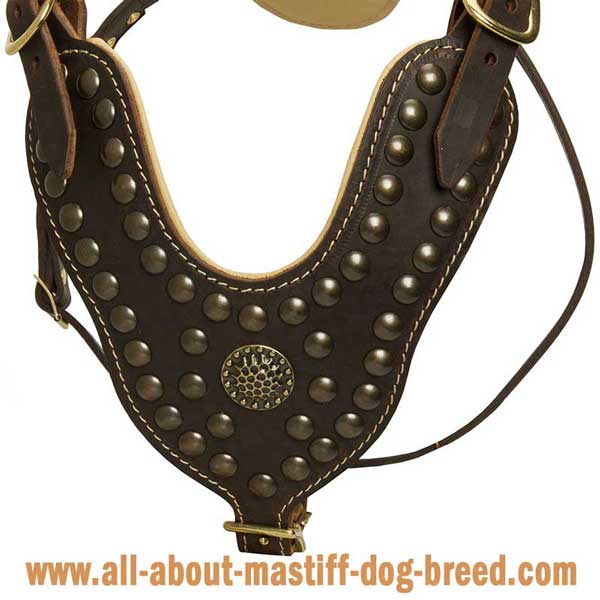 Neapolitan Mastiff Leather Harness with Brass Studs and Brooch