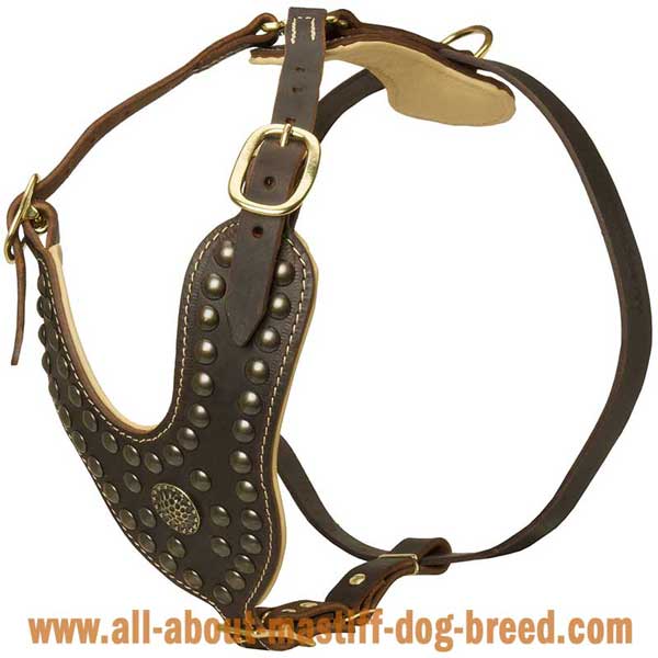 Neapolitan Mastiff Leather Harness Stylish