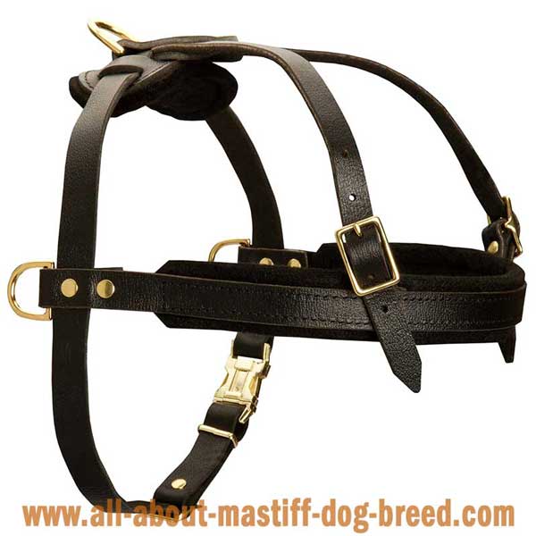   Neopolitan Mastiff leather harness with adjustable straps
