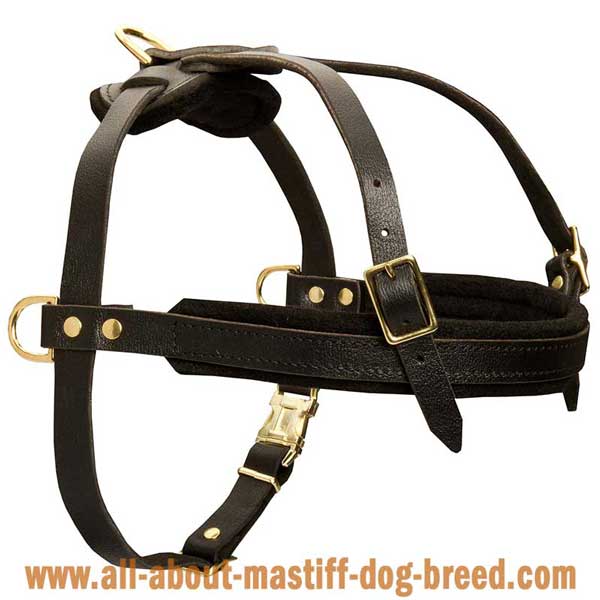   Neopolitan Mastiff leather harness softly padded inside