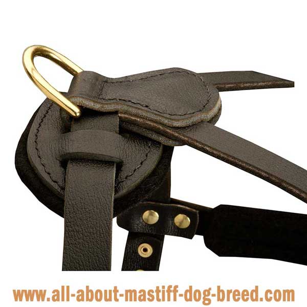   Neopolitan Mastiff  leather harness with brass fittings