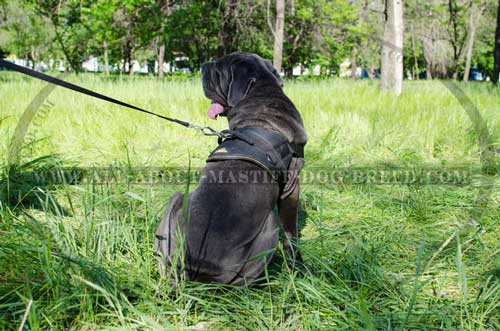 Mastino Napoletano Harness for Daily Training 