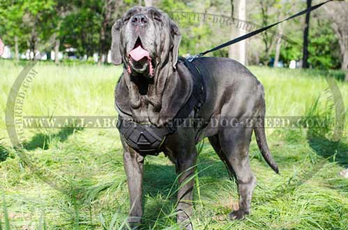 Mastino Napoletano Nylon Harness for Daily Training