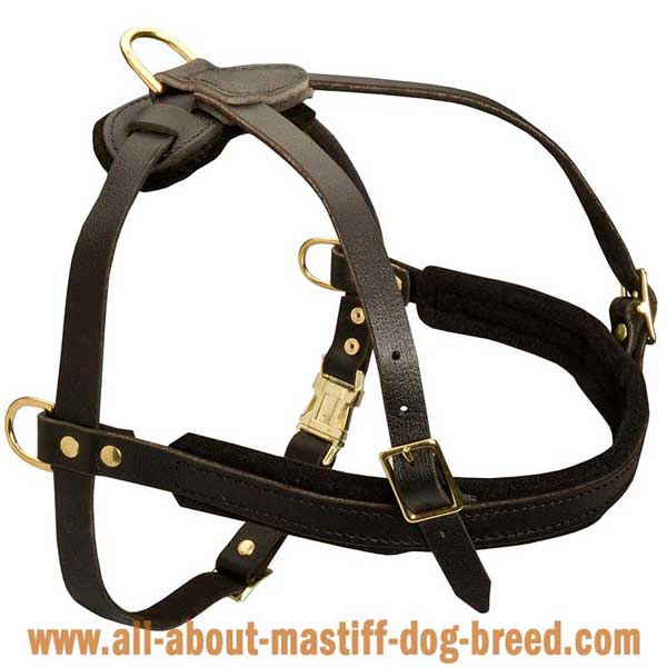   Pyrenean Mastiff leather harness made of genuine leather 