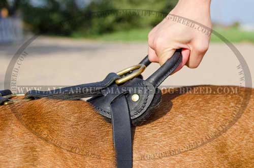 Round Handle on Leather Dog Harness for Maximum Control