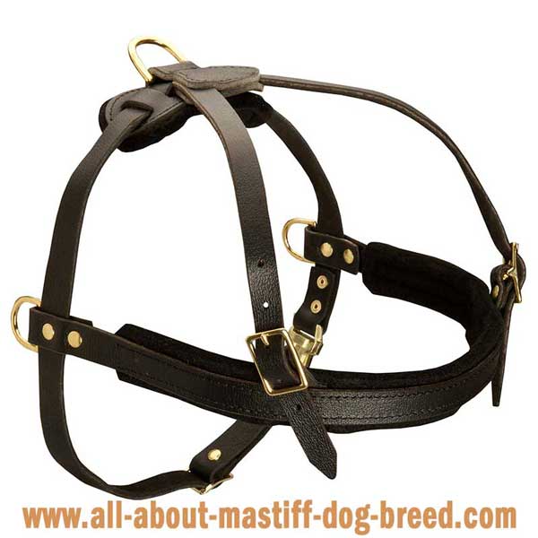 Spanish Mastiff leather harness with adjustable straps