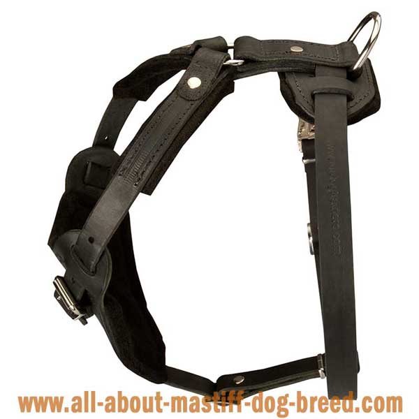 Tibetan Mastiff Leather Harness with Felt Padded Chest