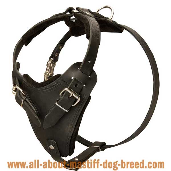 Tibetan Mastiff Leather Harness for Different Kinds of Training