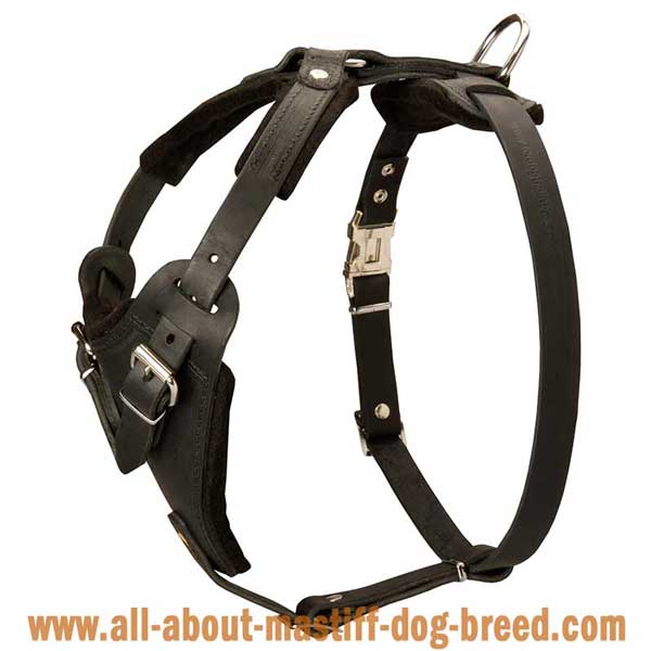 Tibetan Mastiff Leather Harness Adjustable in 4 Ways