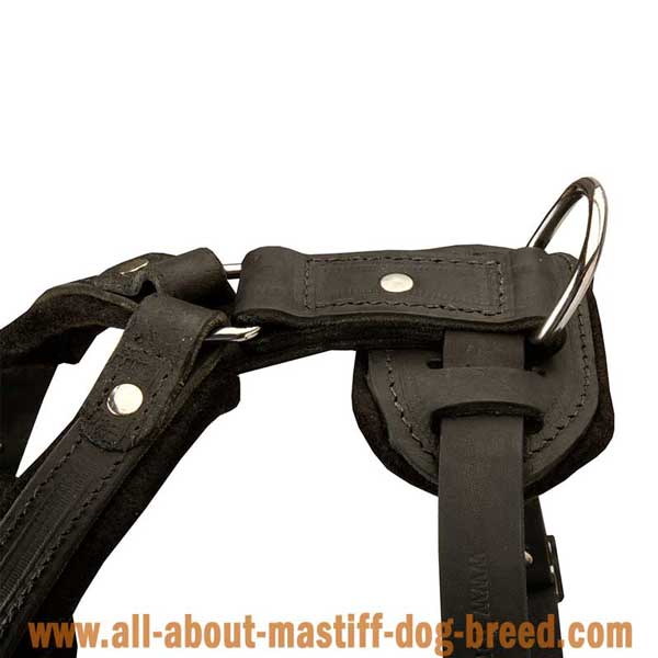 Tibetan Mastiff Leather Harness with Rust and Corrosion Resistant Hardware