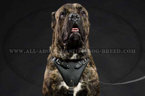 Cane Corso harness for agitation work