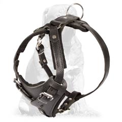 Totally handmade Mastiff harness for agitation/attack work 