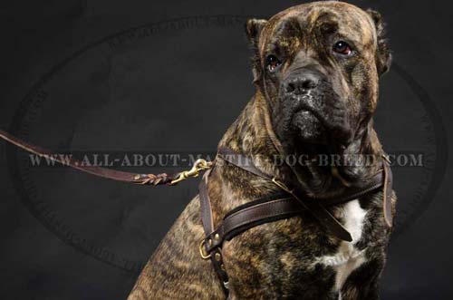 Leather Dog Harness for Mastiff Training