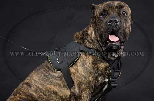 Mastiff dog wearing multitask harness