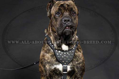 Studded dog harness for Mastiff breed