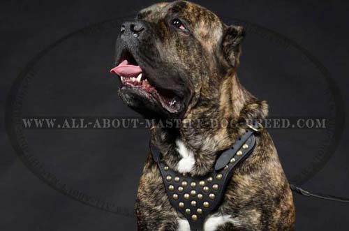 Showy leather Mastiff harness