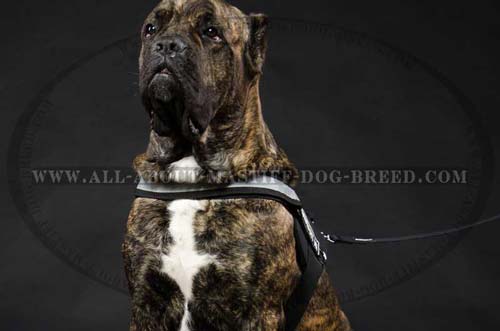 Reflective Cane Corso nylon harness