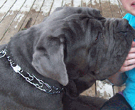 Neapolitan Mastiff Stainless Steel Prong Dog Collar 1/8 inch (3.25 mm)