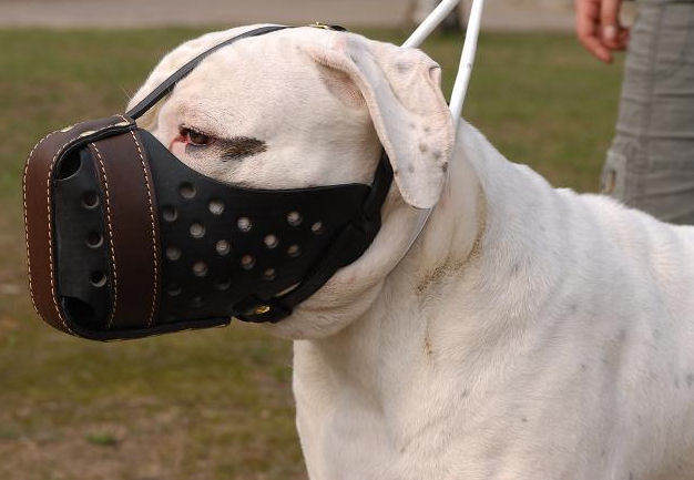 Training Leather Argentinian Mastiff Muzzle