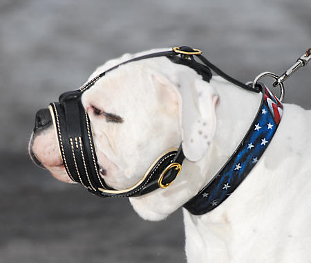 Fashionable leather muzzle for Argentinian Mastiff