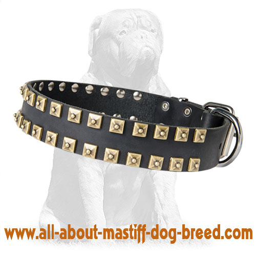 Designer Leather Mastiff Collar with Studs