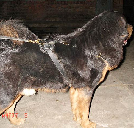 Tibetan Mastiff Tracking Leather Dog Harness Lightweight