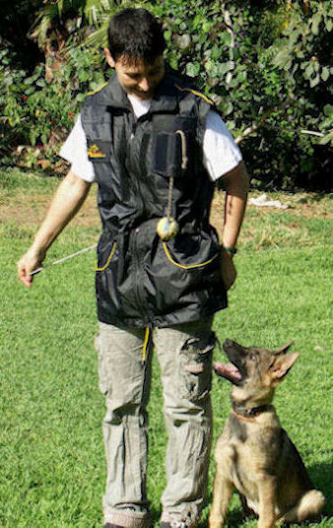 K9 handler training vest on sale