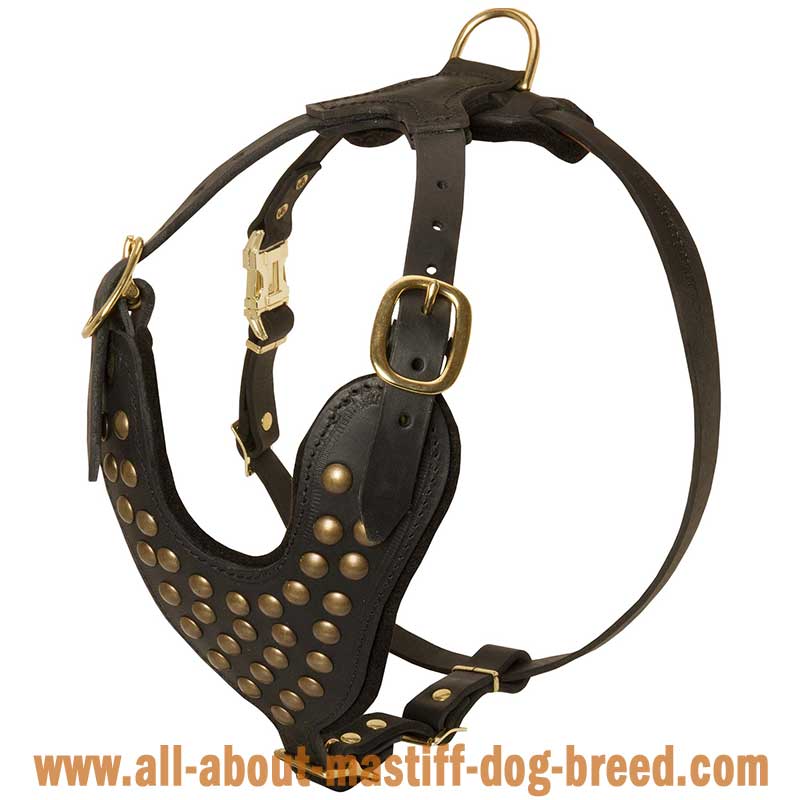 Delightful leather studded harness for English Mastiff