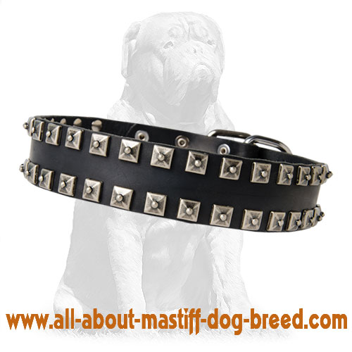 Leather Mastiff Collar with Nickel Plates