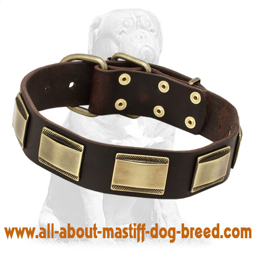 Designer Mastiff Collar with Plates