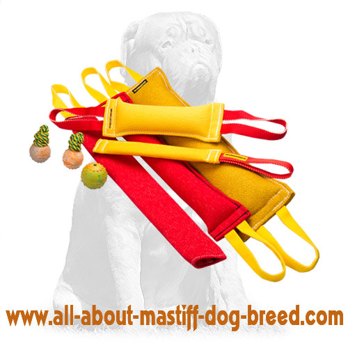 Mastiff Ultimate Dog Training Set