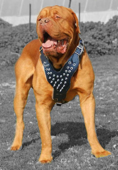 Unique Leather Spiked Leather Harness for French Mastiff