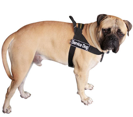Bullmastiff Nylon Harness with ID Patches