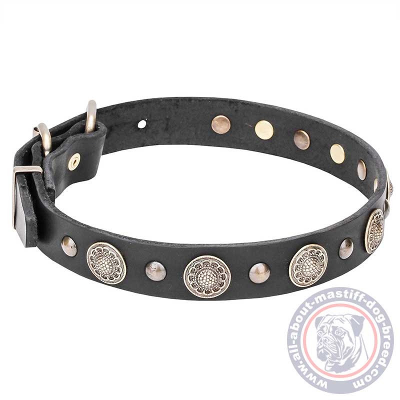 Mastiff Leather Dog Collar with Round Studs with Engravings