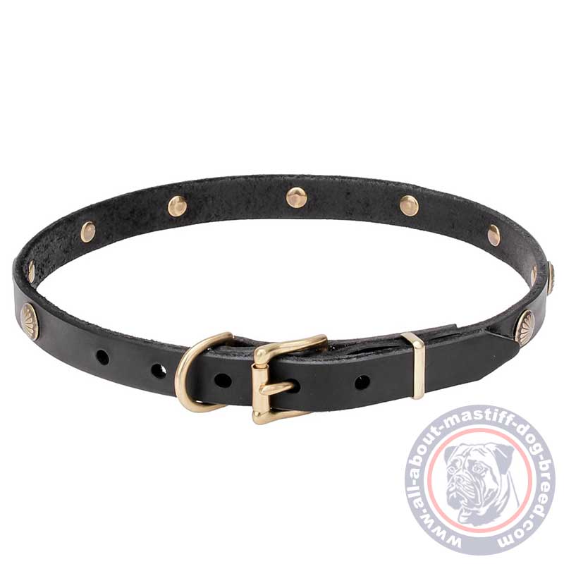Mastiff Sunny Leather Dog Collar with Engraved Brass Studs