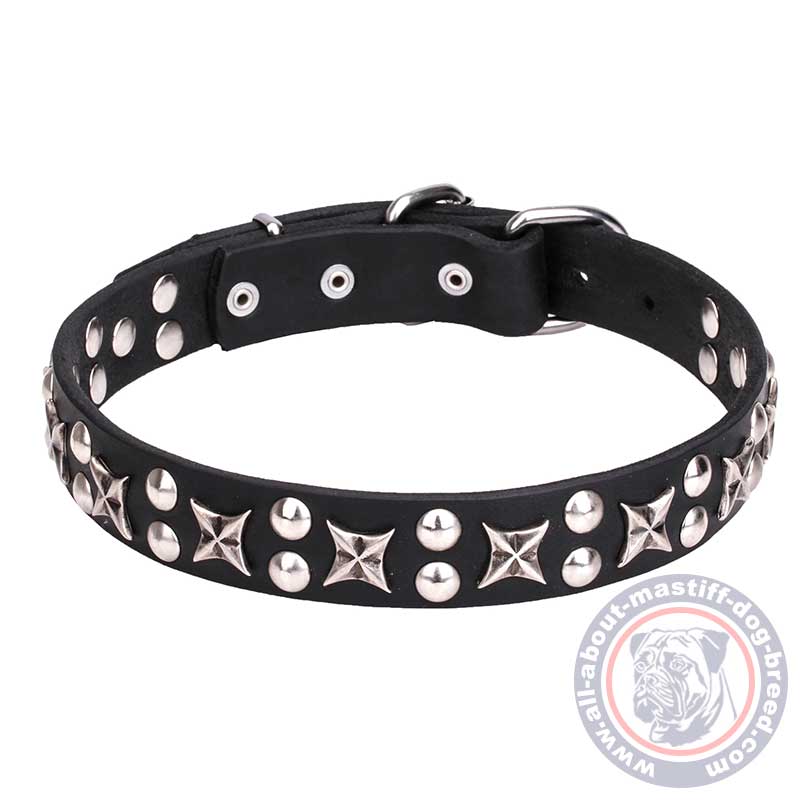 Mastiff Leather Dog Collar with Chrome Plated Fittings