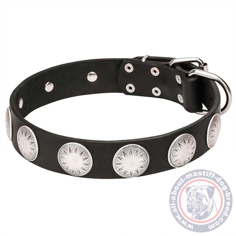 Mastiff Wide Leather Dog Collar with Chrome Plated Circles
