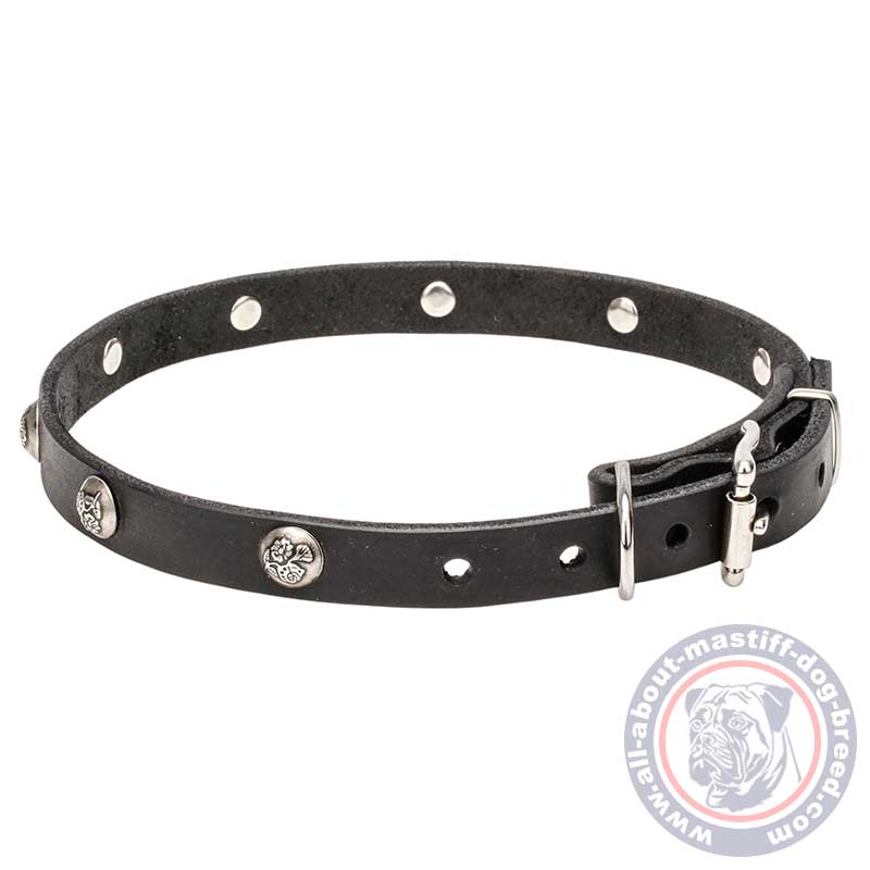 Mastiff Leather Dog Collar with Nickel Plated Engraved Studs