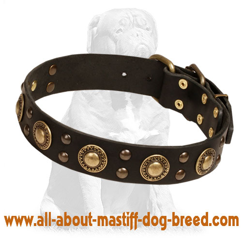 Mastiff Leather Dog Collar with Brass Decorations