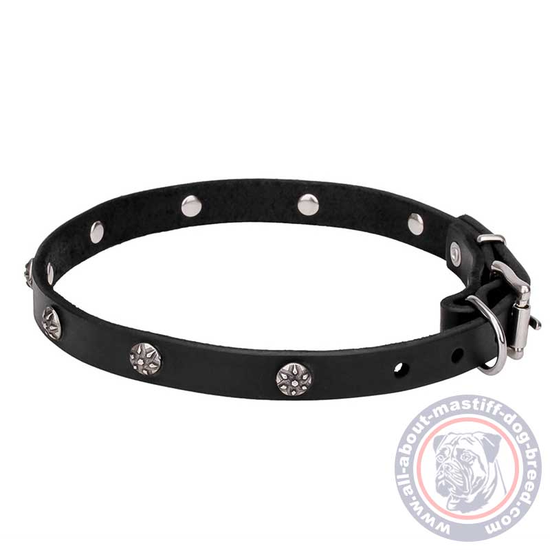 Mastiff Leather Dog Collar with Chrome Plated Engraved Studs