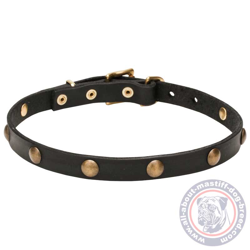 Mastiff Leather Canine Collar with Brass Decorations