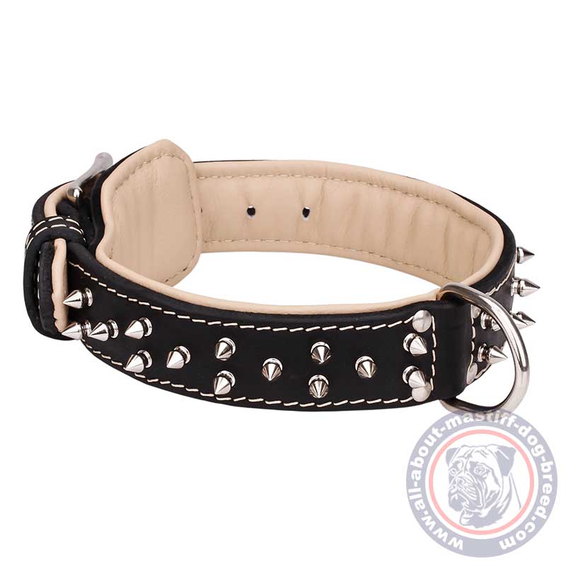 Exquisite Mastiff Leather Collar with Nickel Spikes