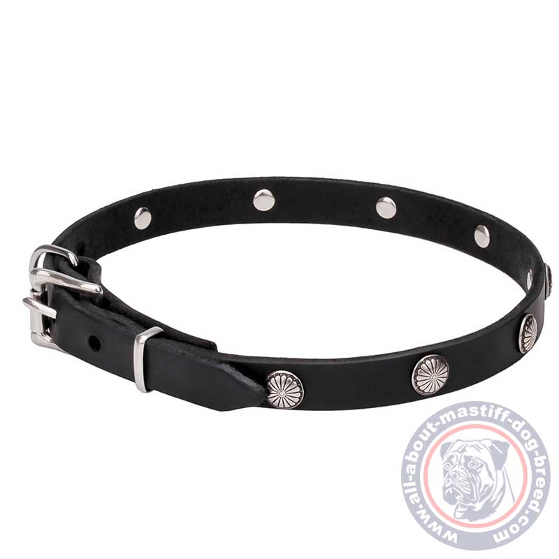 Mastiff Leather Dog Collar with Chrome Plated Round Studs