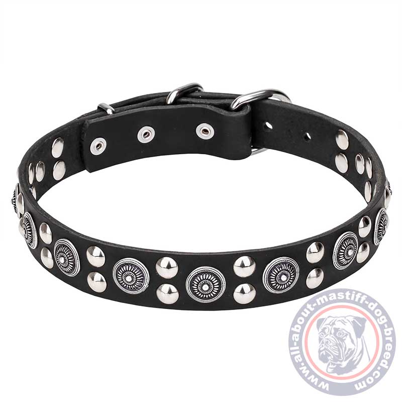 Mastiff Leather Dog Collar with Silver-like Circles and Round Studs