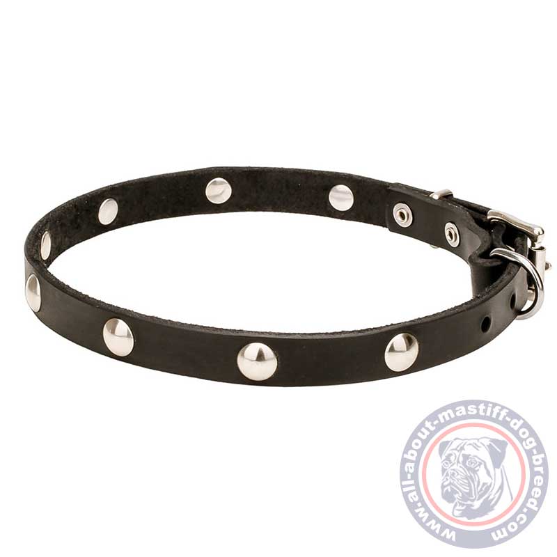 Mastiff Leather Dog Collar with Half-Ball Chrome Plated Studs